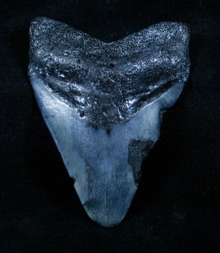 Bargain Megalodon Tooth - Venice, FL #3810
